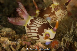Nudibranch Puerto Galera by Patrick Verbustel 